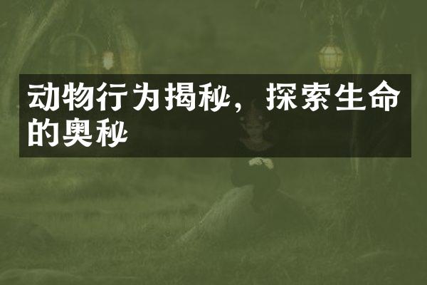 动物行为揭秘，探索生命的奥秘