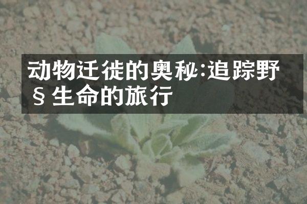 动物迁徙的奥秘:追踪野性生命的旅行
