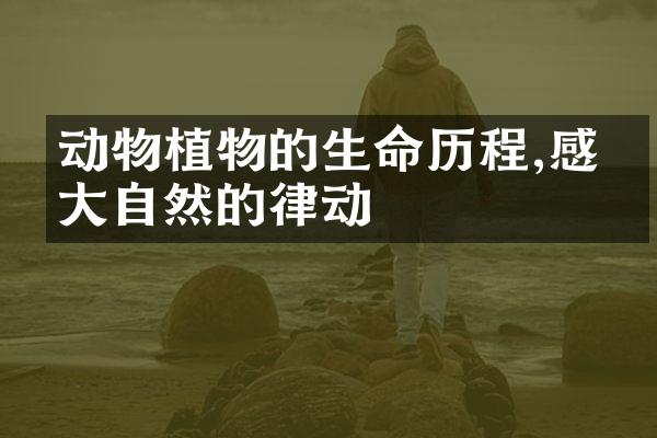 动物植物的生命历程,感受大自然的律动