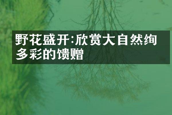 野花盛开:欣赏大自然绚丽多彩的馈赠