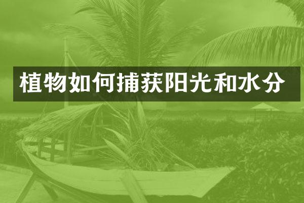 植物如何捕获阳光和水分