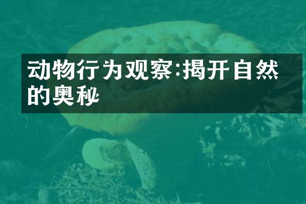 动物行为观察:揭开自然界的奥秘