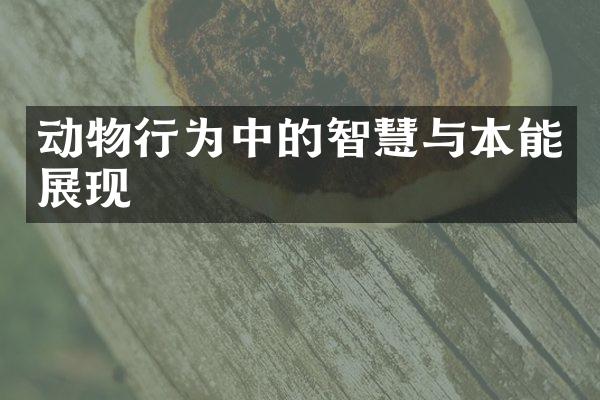 动物行为中的智慧与本能展现