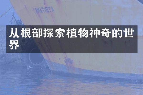从根部探索植物神奇的世界