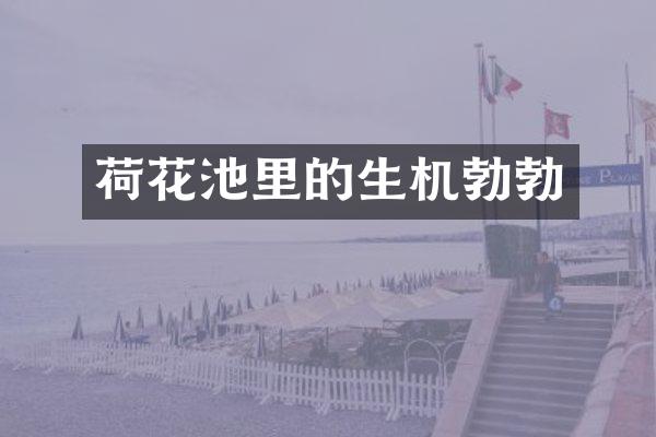 荷花池里的生机勃勃