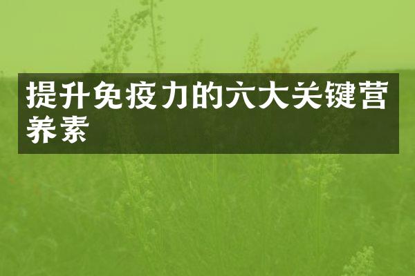 提升免疫力的六大关键营养素