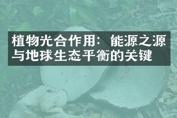 植物光合作用：能源之源与地球生态平衡的关键