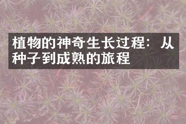 植物的神奇生长过程：从种子到成熟的旅程