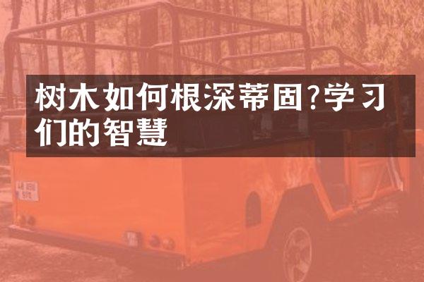树木如何根深蒂固?学习它们的智慧