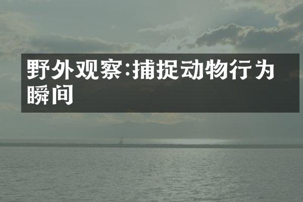 野外观察:捕捉动物行为的瞬间