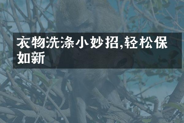衣物洗涤小妙招,轻松保洁如新