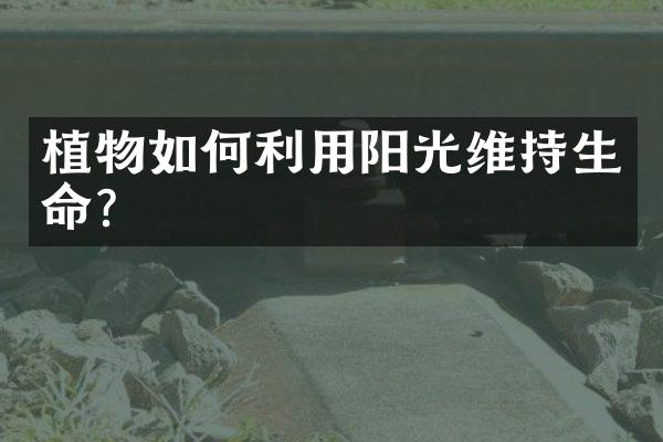 植物如何利用阳光维持生命?