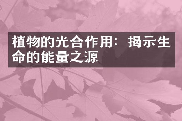 植物的光合作用：揭示生命的能量之源