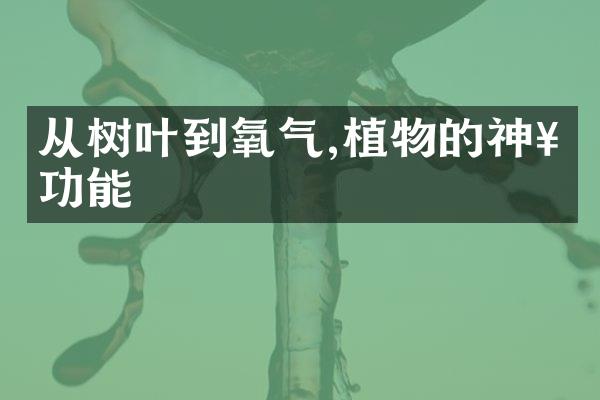 从树叶到氧气,植物的神奇功能