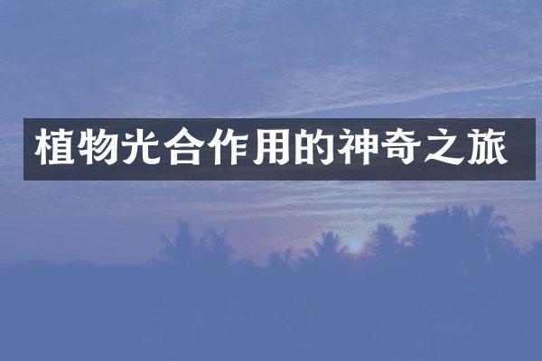 植物光合作用的神奇之旅