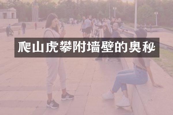 爬山虎攀附墙壁的奥秘