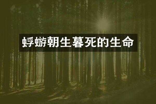 蜉蝣朝生暮死的生命