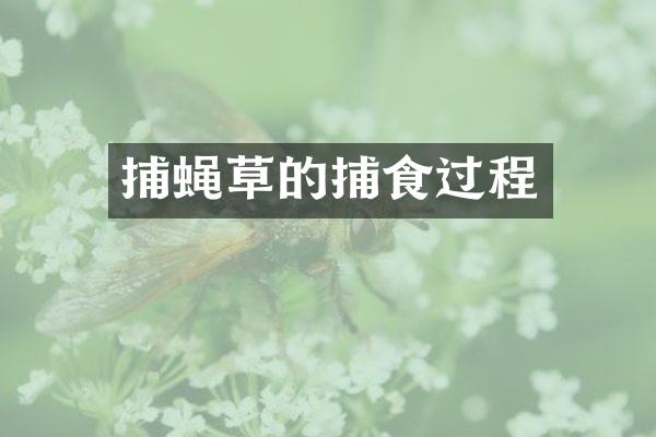 捕蝇草的捕食过程