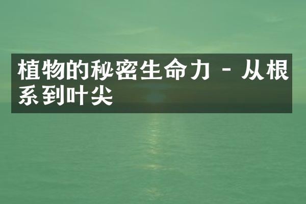植物的秘密生命力 - 从根系到叶尖