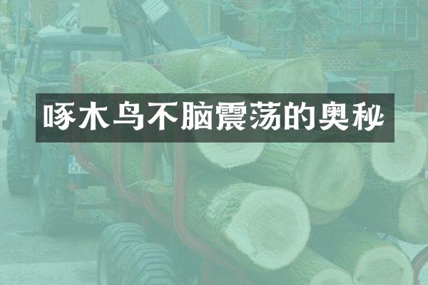 啄木鸟不脑震荡的奥秘