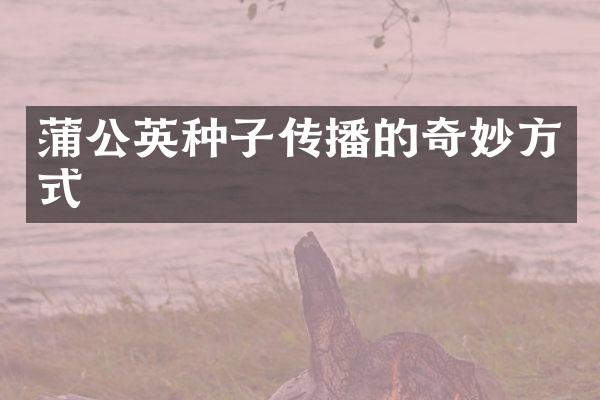 蒲公英种子传播的奇妙方式