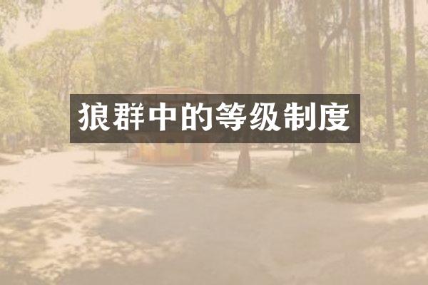 狼群中的等级制度