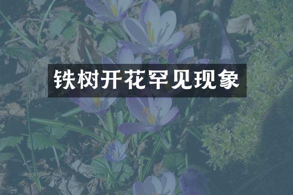 铁树开花罕见现象