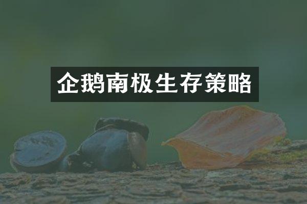 企鹅南极生存策略
