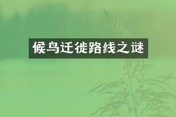 候鸟迁徙路线之谜