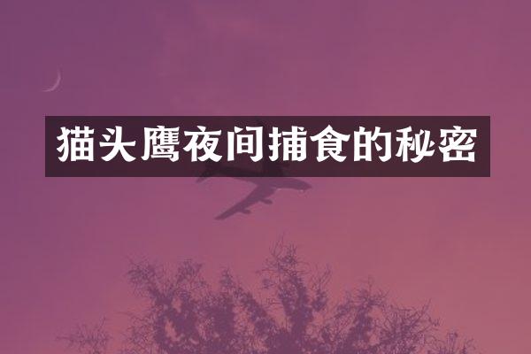 猫头鹰夜间捕食的秘密