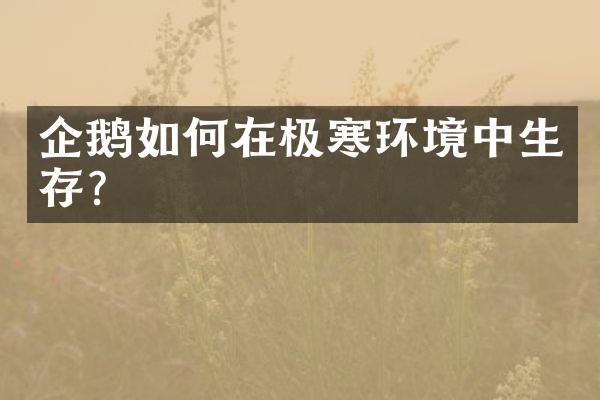 企鹅如何在极寒环境中生存？
