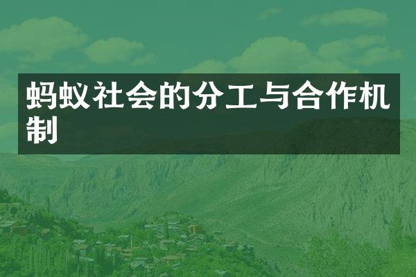 蚂蚁社会的分工与合作机制