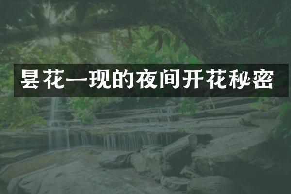 昙花一现的夜间开花秘密