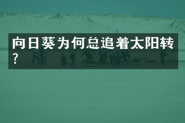 向日葵为何总追着太阳转？