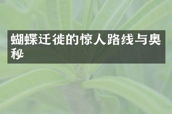 蝴蝶迁徙的惊人路线与奥秘