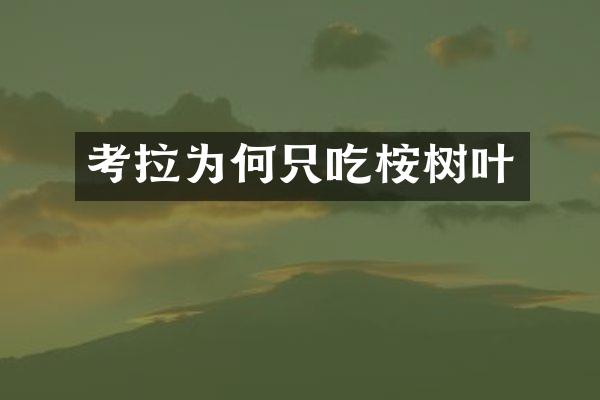 考拉为何只吃桉树叶