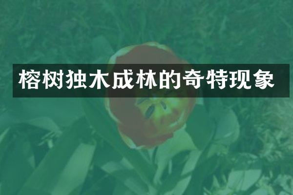 榕树独木成林的奇特现象