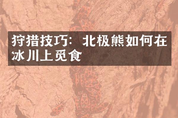 狩猎技巧：北极熊如何在冰川上觅食