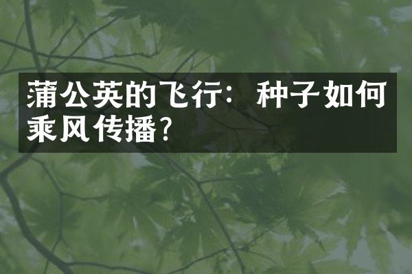 蒲公英的飞行：种子如何乘风传播？