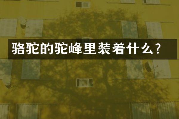 骆驼的驼峰里装着什么？
