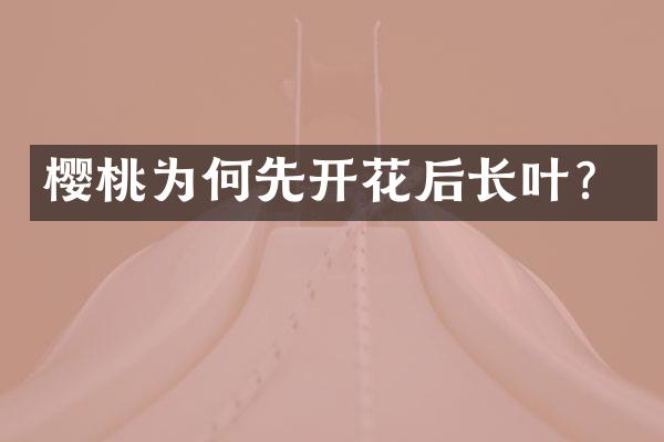 樱桃为何先开花后长叶？