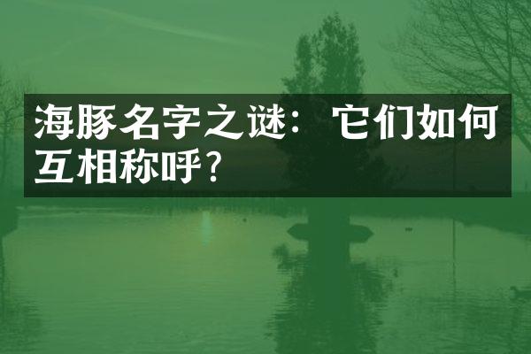 海豚名字之谜：它们如何互相称呼？