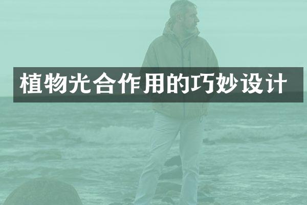 植物光合作用的巧妙设计