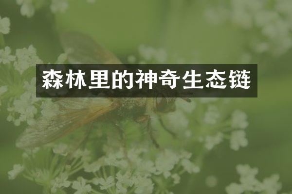 森林里的神奇生态链