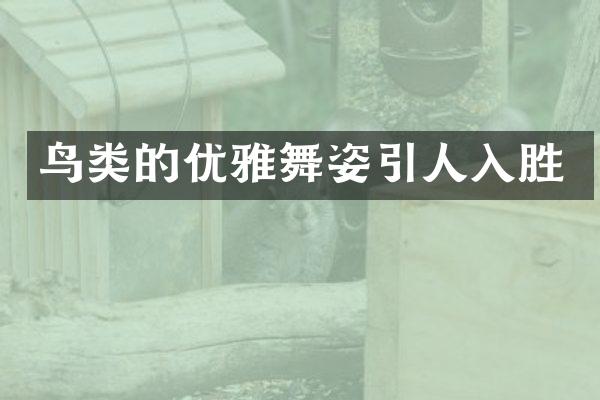 鸟类的优雅舞姿引人入胜