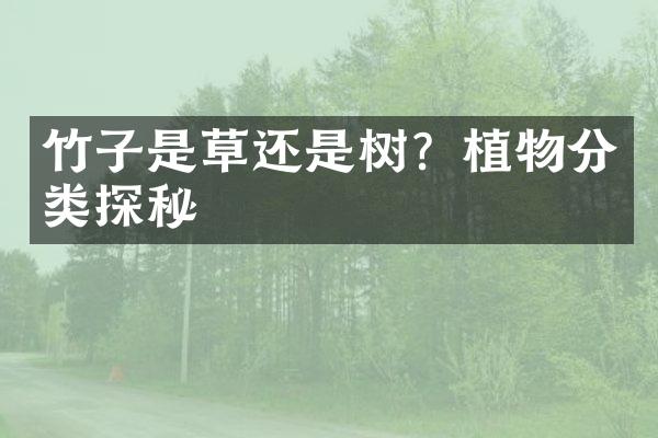 竹子是草还是树？植物分类探秘