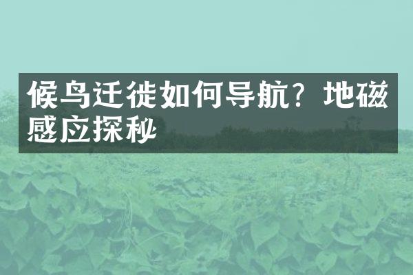 候鸟迁徙如何导航？地磁感应探秘