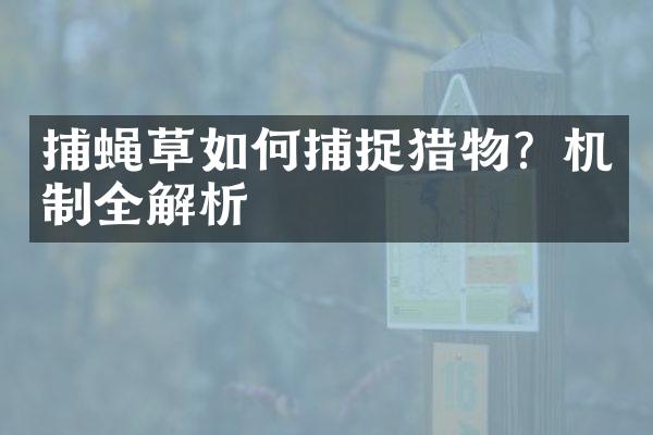 捕蝇草如何捕捉猎物？机制全解析