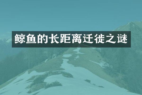 鲸鱼的长距离迁徙之谜