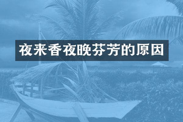 夜来香夜晚芬芳的原因
